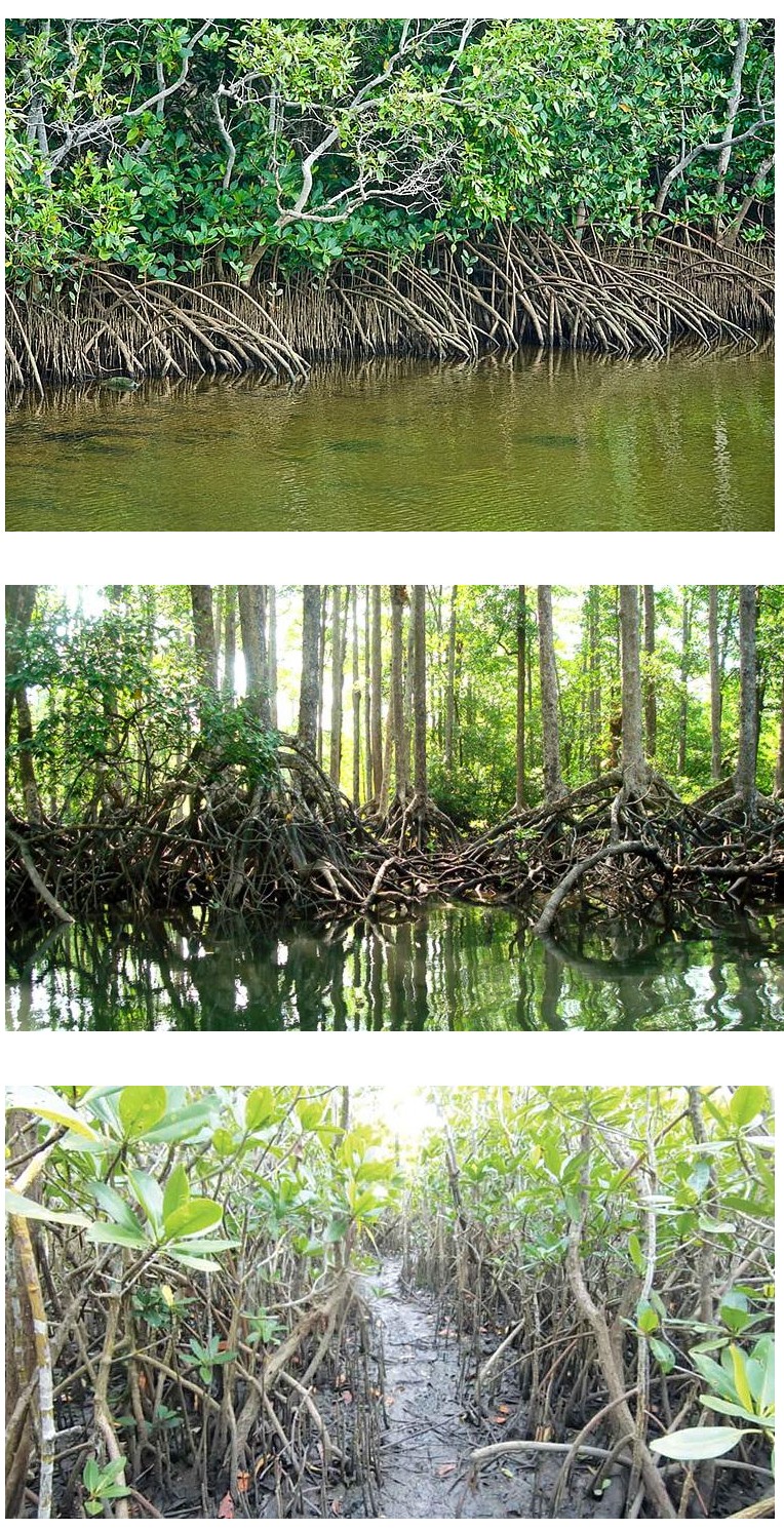 마닐라 기타 [필리핀] Bangrin Mangrove Farm