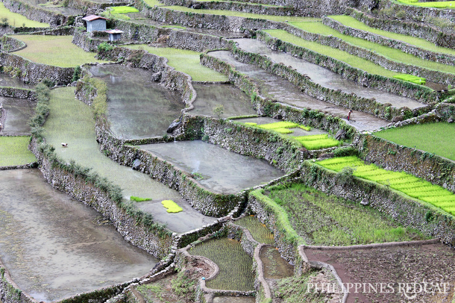 마닐라 거의 초현실적이다: 바나우에(Banaue)와 바타드(Batad) 계단식 논